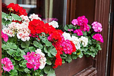 《Apex英雄》6月24日更新 大型未来偶像活动即将开幕